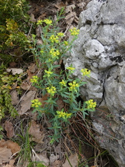 Euphorbia spinosa