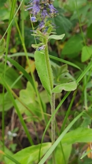 Veronica porphyriana