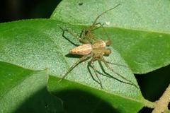 Oxyopes sertatoides