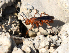 Tachypompilus unicolor
