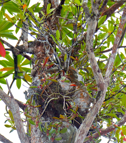 Hydnophytum formicarum, photograph 2