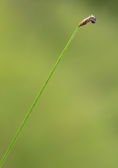 Eleocharis wichurae