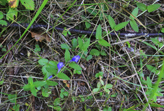 Scutellaria tuminensis
