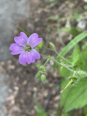 Geranium gracile
