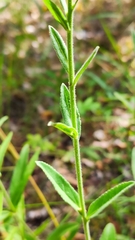 Veronica porphyriana
