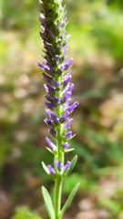 Veronica porphyriana