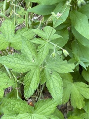 Geranium gracile