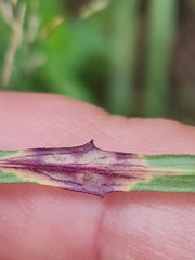 Ramularia inaequalis