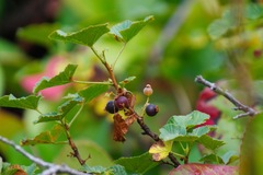Ribes fragrans