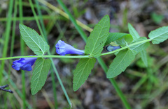Scutellaria tuminensis
