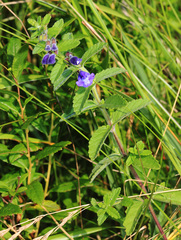 Scutellaria tuminensis