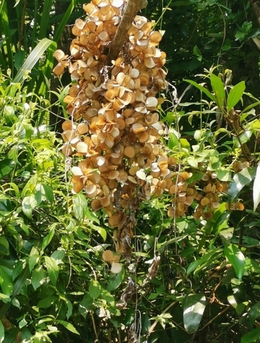 Dioscorea benthamii observed 2021-07-23