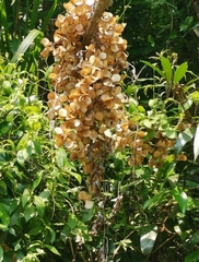 Dioscorea benthamii
