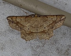 Euchlaena deplanaria