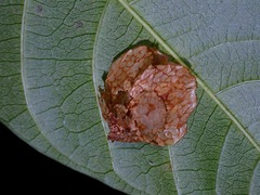 Pagodiella