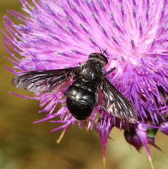 Pangonius funebris