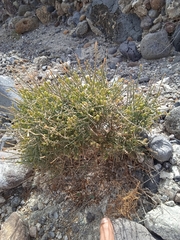 Tracheophyta