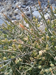 Tracheophyta