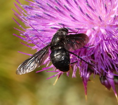Pangonius funebris