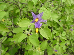 Solanum pubescens