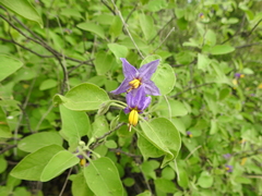 Solanum pubescens