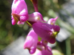 Disperis tysonii