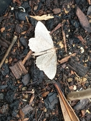 Philereme vetulata