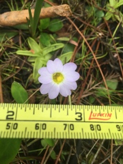 Pinguicula primuliflora