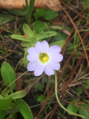 Pinguicula primuliflora