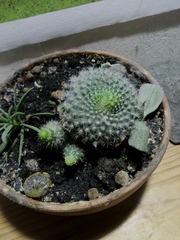 Rebutia