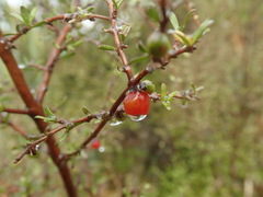 Coprosma decurva