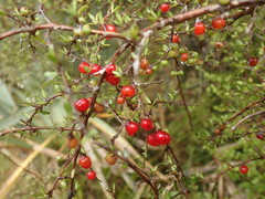 Coprosma decurva