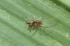 Coleosoma