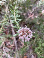 Grevillea phylicoides