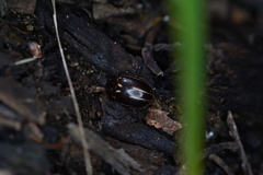 Paropsisterna lineata