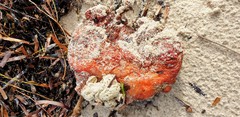 Pyuridae
