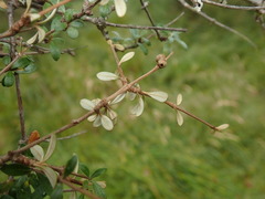 Olearia laxiflora