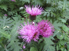 Cirsium alsophilum