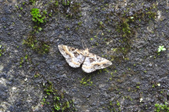 Harutaea flavizona