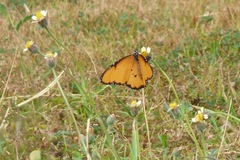 Danaus chrysippus dorippus