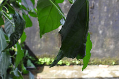 Tyspanodes linealis