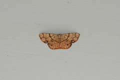 Heterostegane subtessellata