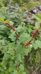 Ribes aciculare