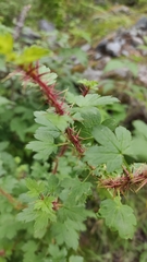 Ribes aciculare