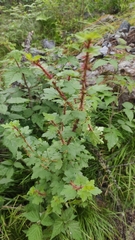 Ribes aciculare