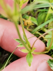 Potentilla aurea
