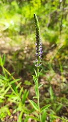 Veronica porphyriana