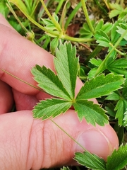 Potentilla aurea