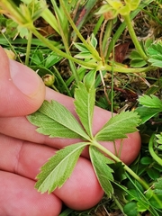 Potentilla aurea
