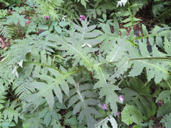 Cirsium alsophilum